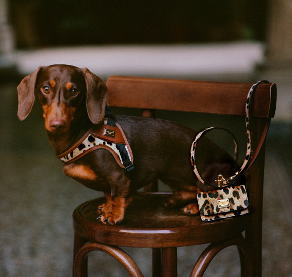 Exclusive DG dog accessories line Dolce Gabbana