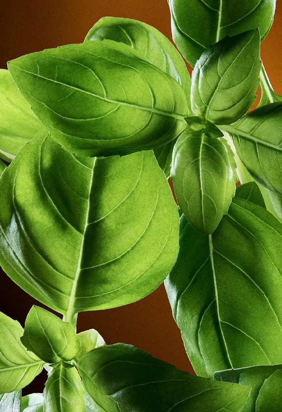 PDP-BE-M-TheOne-EDT-VP6491VP1079V000-F4-CTA2-THRON2