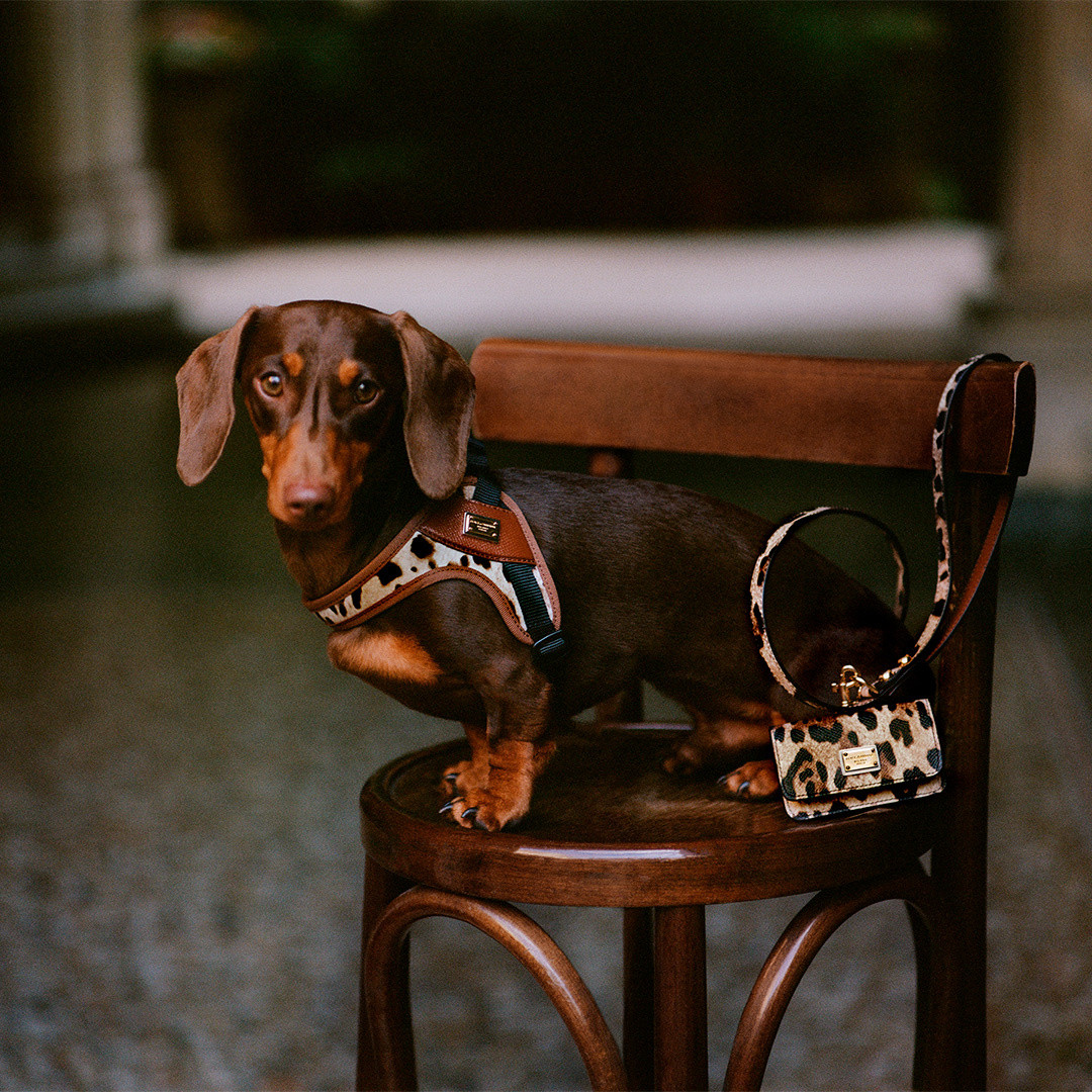 Dolce&Gabbana Accessories for dogs at Madrid Calle Ortega Y Gasset 14