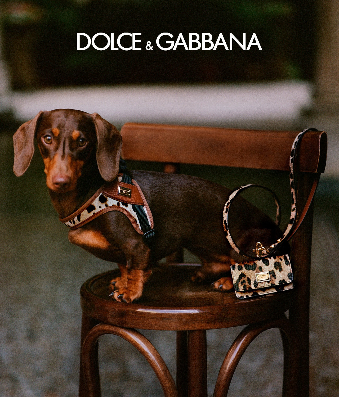 Dolce Gabbana NEW IN Accessories for your dog Campaign Buzz