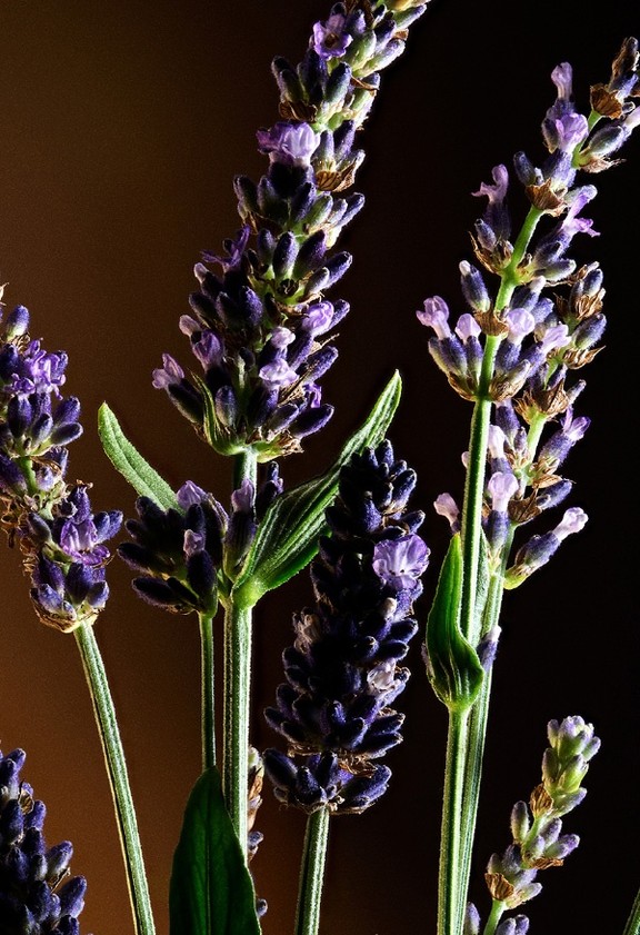 PDP-BE-M-TheOne-EDT-VP6491VP1079V000-F4-CTA1-lavanda-thron1