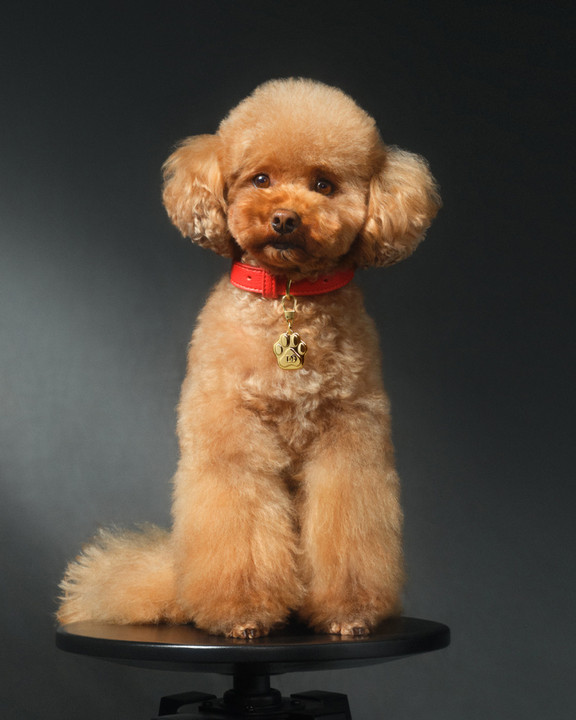 Fefé alcohol-free dog perfume: musk and sandalwood | DG®