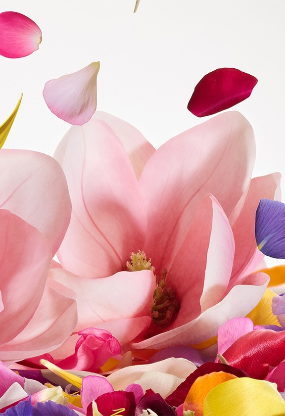 Dolce&Gabbana Dolce Magnolia Eau de Parfum | DG® US